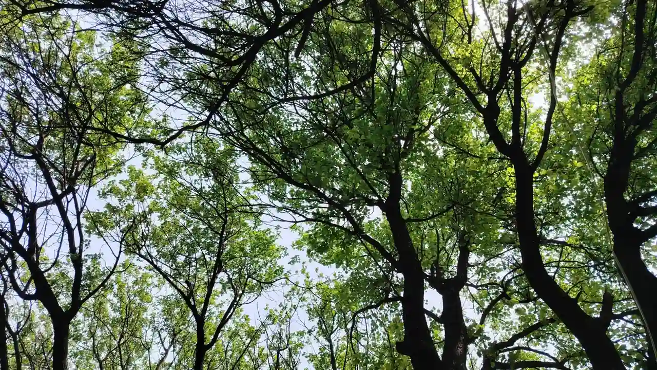 寻找成品短视频软件网站大全按需挑选与使用指南